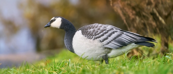 Barnacle goose (c) Andrey Gulivanov