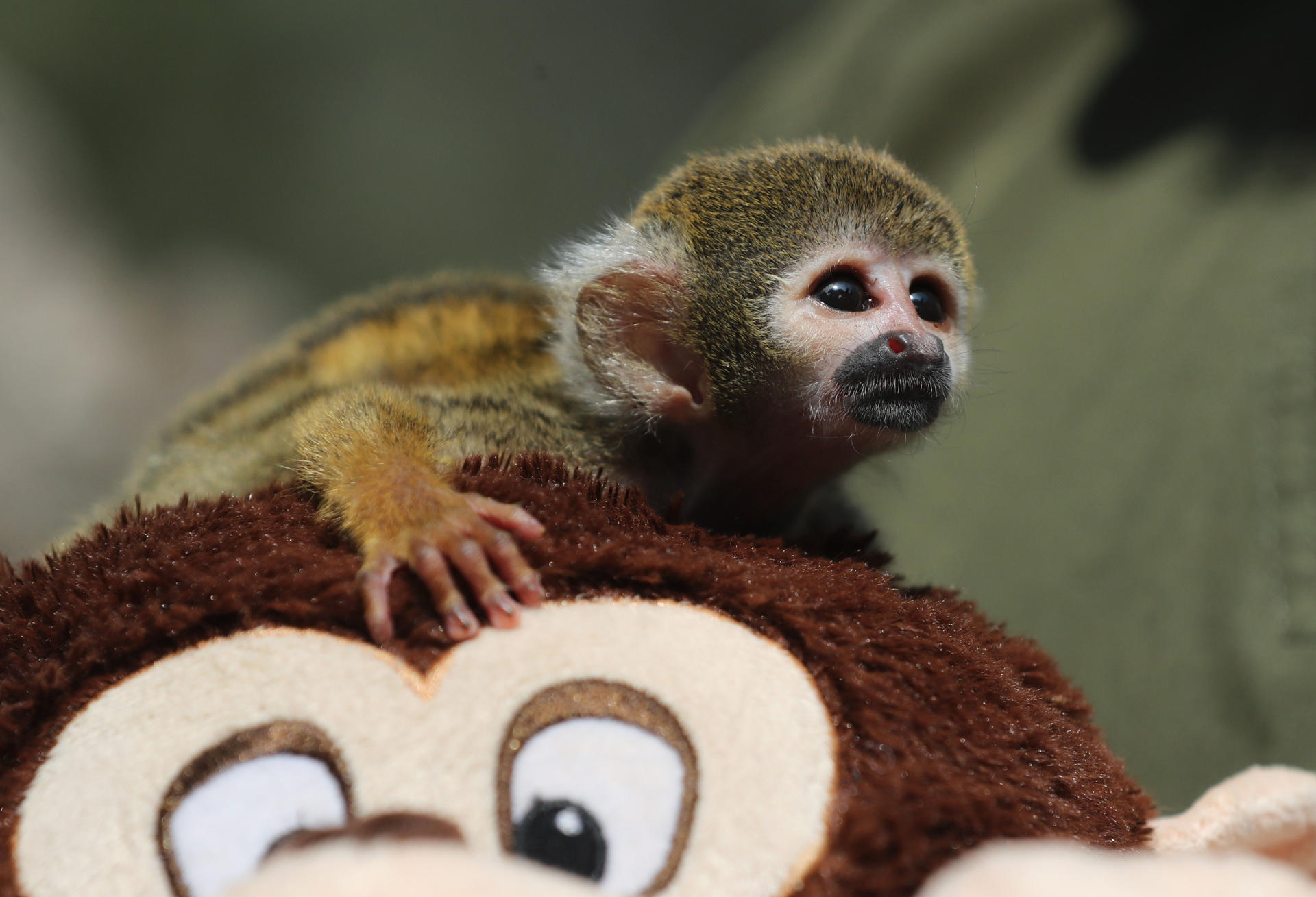 A baby capuchin monkey, dubbed the Peruvian Punch, was seen in Lima, Peru, 05 March 2026. Punch was rescued and now, like his famous Japanese namesake, clings to a stuffed animal, seeking the warmth that was taken from him by the illegal wildlife trade. EFE/ Paolo Aguilar