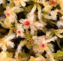 Small plants with big stories