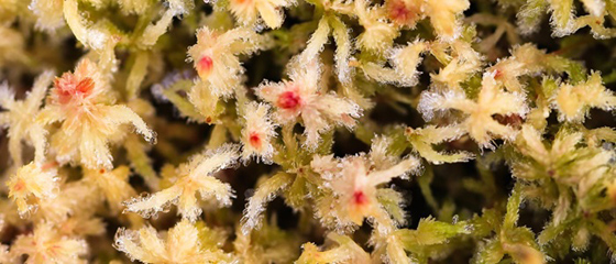 Sphagnum moss (c) Elise Cavicchi