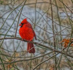 The Spark Bird Project!