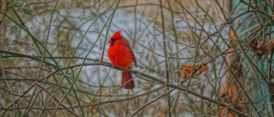 The Spark Bird Project!