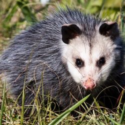 New Jersey’s misunderstood marsupial!
