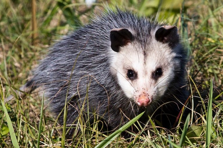 New Jersey’s misunderstood marsupial!