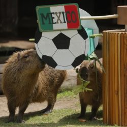Fifa to allow Water bottles during games!