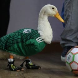 Merlin the World Cup Mexican Duck!