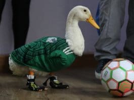 Merlin the duck poses in Mexico City, Mexico, 19 June 2026 2026 (issued 20 June 2026). EFE/Mario Guzman