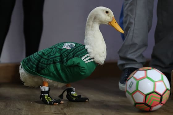 Merlin the duck poses in Mexico City, Mexico, 19 June 2026 2026 (issued 20 June 2026). EFE/Mario Guzman