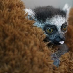 Colombia’s Baby Lemur!