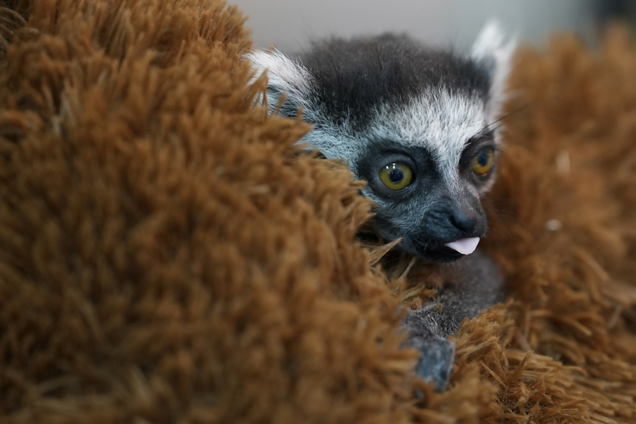 A ring-tailed lemur baby is being cared for by professionals at the Cali Zoo in Cali, Colombia, 23 July 2026. EFE/ Ernesto Guzman