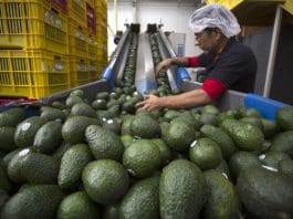 Mexico bolsters Avocado region security! Mexican Avocados EFE/Luis Enrique Granados