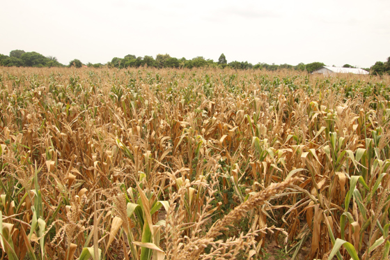 Drought killing farming!