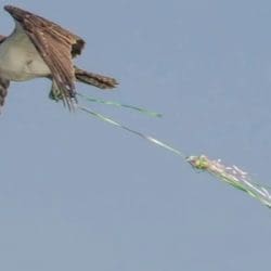 Balloon pollution spoils wildlife’s party!