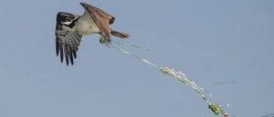 Balloon pollution spoils wildlife’s party!
