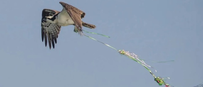 Balloon pollution spoils wildlife’s party!