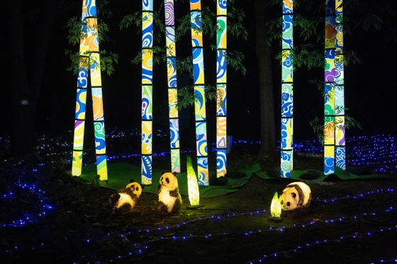 Giant Panda Chinese Diplomacy!