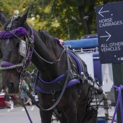 NYC bans Horse-Drawn Carriages!