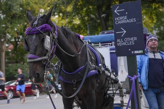 A view of a horse-drawn carriage in Central Park, New York, United States. Oct. 22, 2026. EFE/ Angel Colmenares